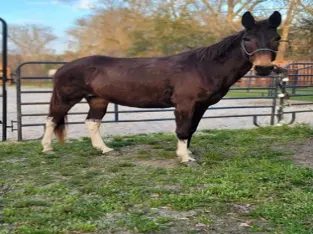 Gentle Broke Trail Molly Mule for Sale