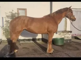 Beautiful Horse Sale In Gaited Horse Marketplace