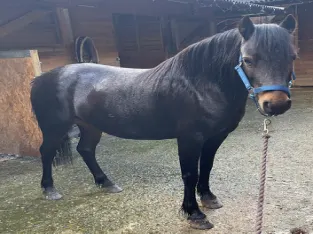 Top beautifully Gaited Horse Breed,