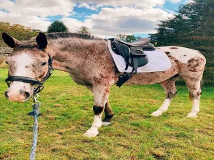 Bay Roan Appaloosa Gelding Lease Horse