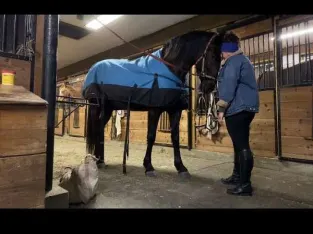 Beautiful Lease Horse Sale In Marketplace