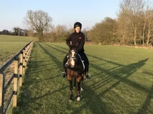 British Riding Horse For Sale