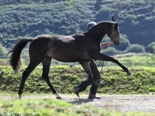 2 Years Old Black Horse Sale