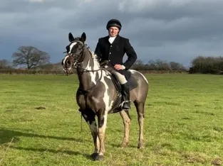 Sports Horse Sale Form All Gaited Horse Marketplace