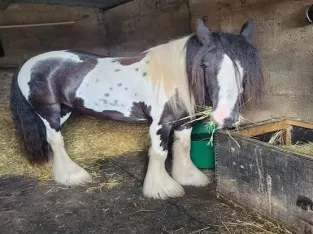 Sweetest Pony For Gaited Horse