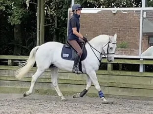 Beautiful White Gaited Horse Classifieds