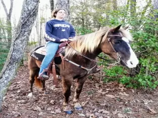 A Beautiful Rocky Mountain Horse Mare Classifieds