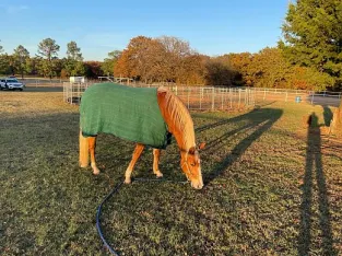 Rocky Mountain Mare for Lease Sale