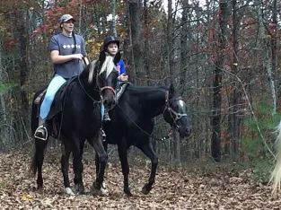 Chocolate Rocky Mountain Gelding 10 Year Old