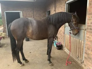 Good Look Gaited Horse Sale In Marketplace