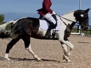 Talented Dressage Sports Horse