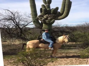 Palomino Morgan Horse Gelding Sale