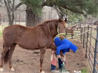 Beautiful Morgan Horse sale – Buy this Horse IN Gaited Horse