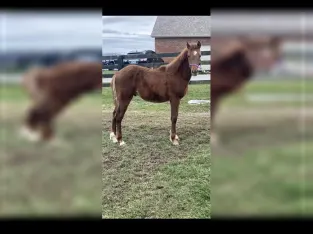 Well Bred Rocky Mountain Horse Sale