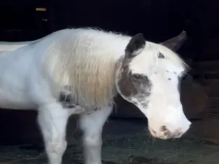 Beautiful White Spotted Saddle Horse Gelding