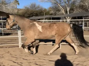 Spotted Saddle Horse Gelding