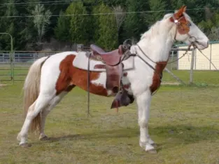 Tennessee Walking Horse Gelding Free Classifieds