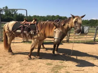 Buckskin Kentucky Mountain Horse Gelding