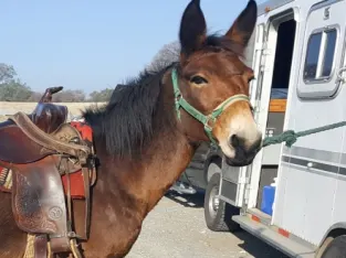 Black Bay Molly Mule Horse Sale