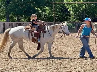Gentle Grey Quarter Pony for sale in Marketplace