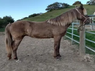 Gorgeous Tennessee filly Horse Sale