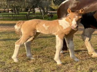 Dun Spotted Saddle Horse Filly