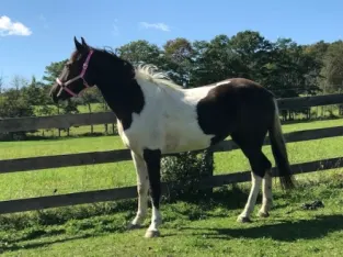Black Spotted Saddle Horse Filly