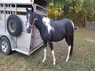 Homozygous Tobiano Black in foal w Homozygous Tobiano foal for sale in USA