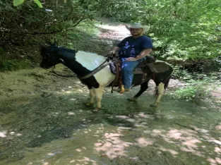 Experienced Spotted Saddle Horse Trail Mare for sale in USA