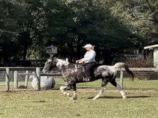 Bruno Point and Go! for sale in Florida