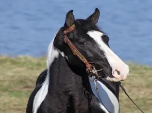 Super Smooth Gaited, Well Broke Trail Horse!!! for sale in Kentucky