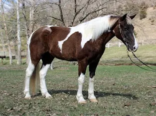 Smooth Gaited, Family Safe, Beautiful Trail Horse!!! for sale in Kentucky