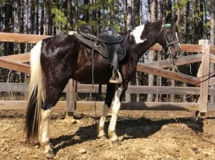 Well broke, super smooth gaited, trail horse Deluxe!!! for sale in Marketplace
