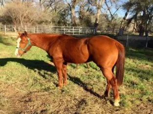 Beautiful and Shine Pampa Horse classifieds sale in marketplace