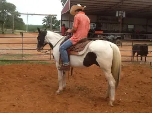 Best Pampa Horse Free – Classifieds Add Submission!!!