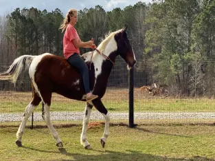 BIG Beginner safe Gaited Gelding