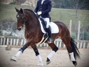 Campeiro Horses for Sale All Breeds Gaited Horses