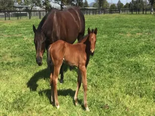 Messara Horse Classifieds