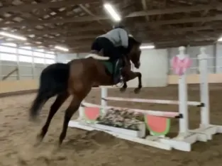 Quarter Pony sale!!! in marketplace