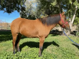 Quarter Pony horse sale