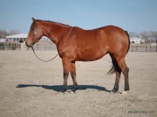 Best Quarter Pony horse are available in marketplace