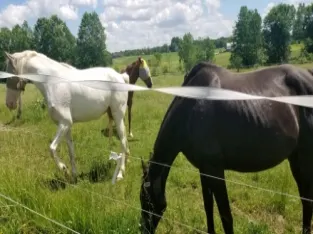 Gorgeous Walkaloosa Mare horse