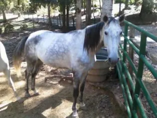 Racking Stallion for Sale in best Marketplace