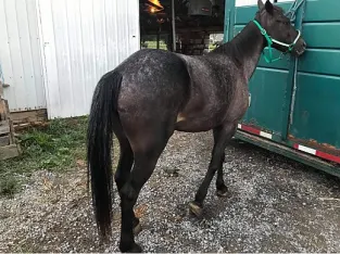 Racking Mare for Sale-in Marketplace