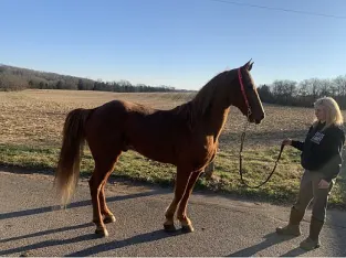 Racking Gelding for Sale
