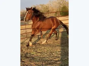 4 Year old Racking Horse Gelding