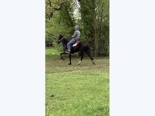 Peruvian Paso Stallion for Sale