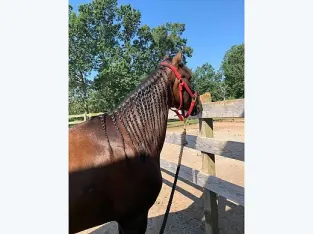 Paso Fino Gelding for Sale