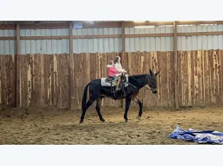 Mule Gelding for Sale in best marketplace