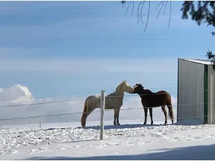 Rocky Mountain Gelding for Sale in-Marketplace!!!